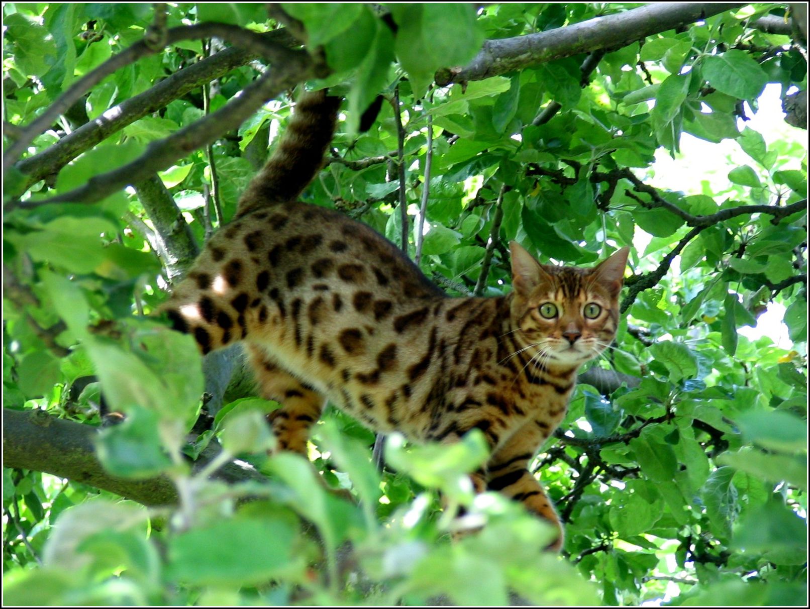 Death from Beyond [Sitewide plot] - Page 2 Patrick-our-bengal-cat-in-tree-scotties-buddy